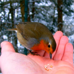 Zahmes Rotkehlchen