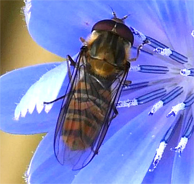 Hainschwebfliege