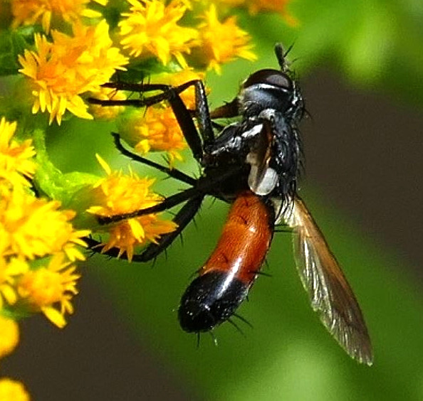 Raupenfliege