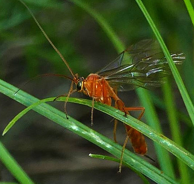 Schlupfwespe